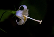 Campanula scoulerii, Scouler's Harbell